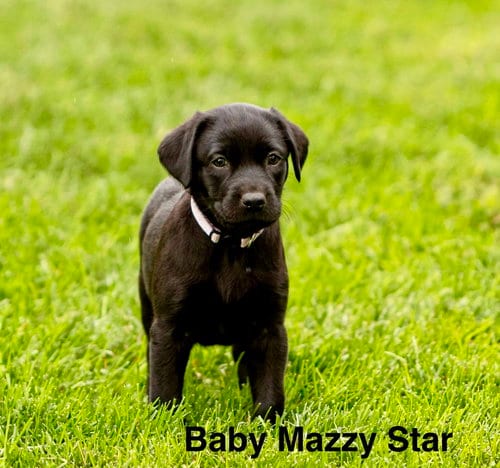 Photo of Baby Mazzy Star, adoptable Labrador Retriever in Sandy, Utah