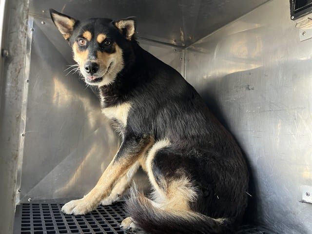 Photo of Mirca, adoptable Mixed Breed