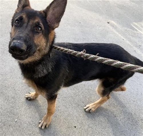 Photo of Captain, adoptable German Shepherd Dog in Sacramento, California