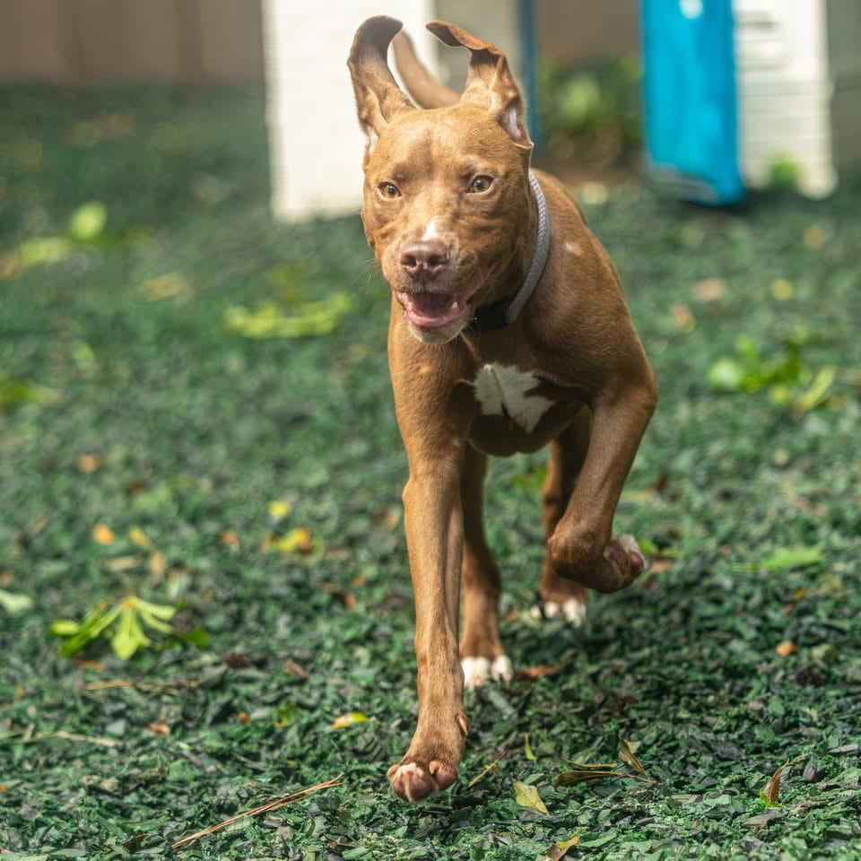 Photo of Alpha, adoptable Mixed Breed (Large) in Decatur, Georgia