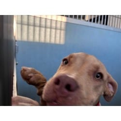 Photo of Velma, adoptable American Pit Bull Terrier in Baton Rouge, Louisiana