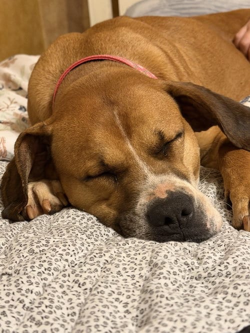 Photo of Nyla, adoptable Pit Bull Terrier in Rutherfordton, North Carolina