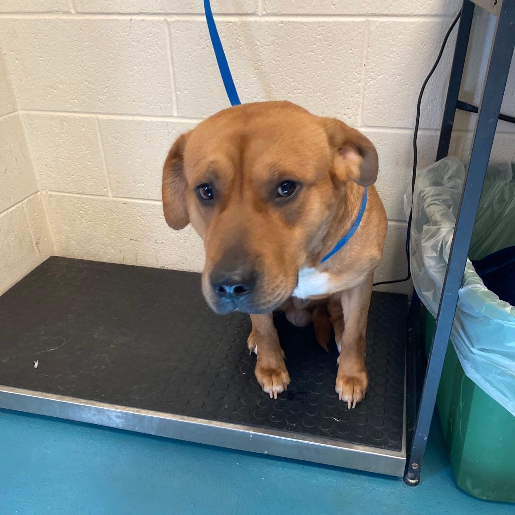 Photo of Frank, adoptable dog