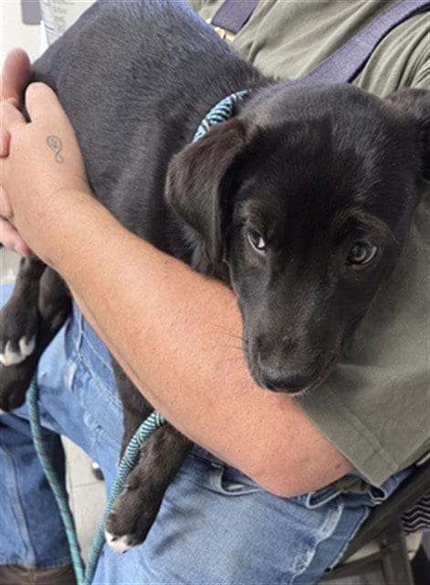 Photo of Anne, adoptable Labrador Retriever in Lake Isabella, California