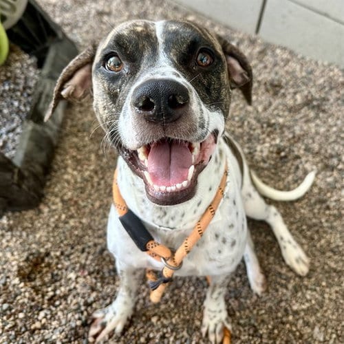 Photo of Georgette, adoptable Pointer in Mesa, Arizona