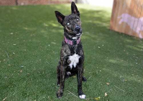 Photo of A124463, adoptable Dutch Shepherd in West Valley, Utah