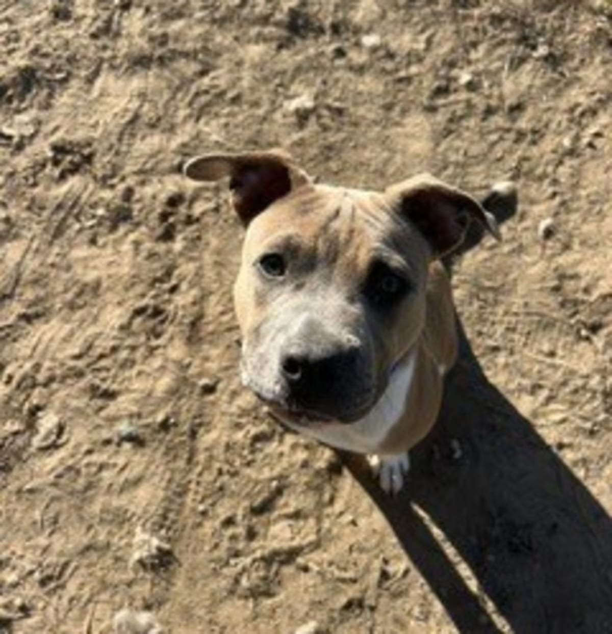 Photo of Levi, adoptable Pit Bull Terrier in Kalamazoo, Michigan