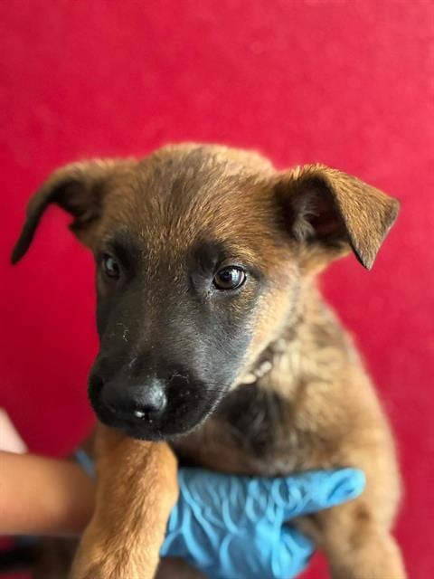 Photo of A256327, adoptable Belgian Shepherd Malinois in Visalia, California