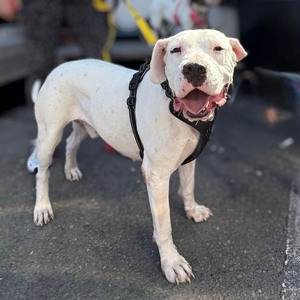 Photo of Casper, adoptable Dogo Argentino / Mix in San Francisco, California