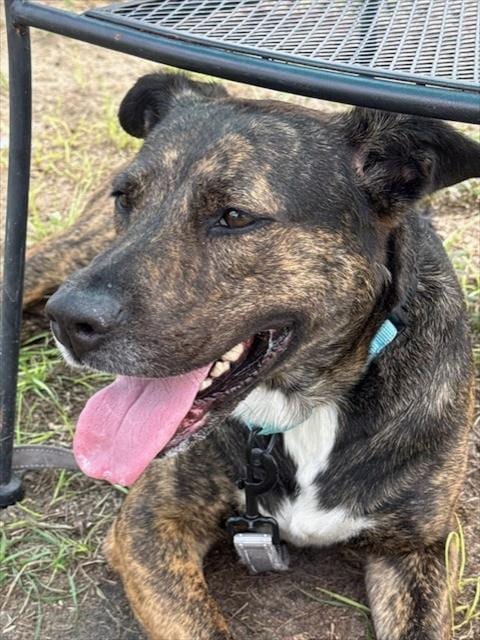Photo of Lacie, adoptable American Pit Bull Terrier in Ocala, Florida
