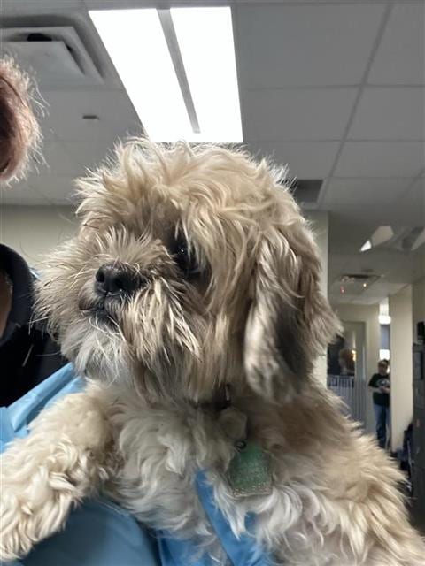 Photo of Thelma, adoptable Shih Tzu in San Antonio, Texas