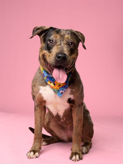 Photo of Rue, adoptable dog in Atlanta, Georgia