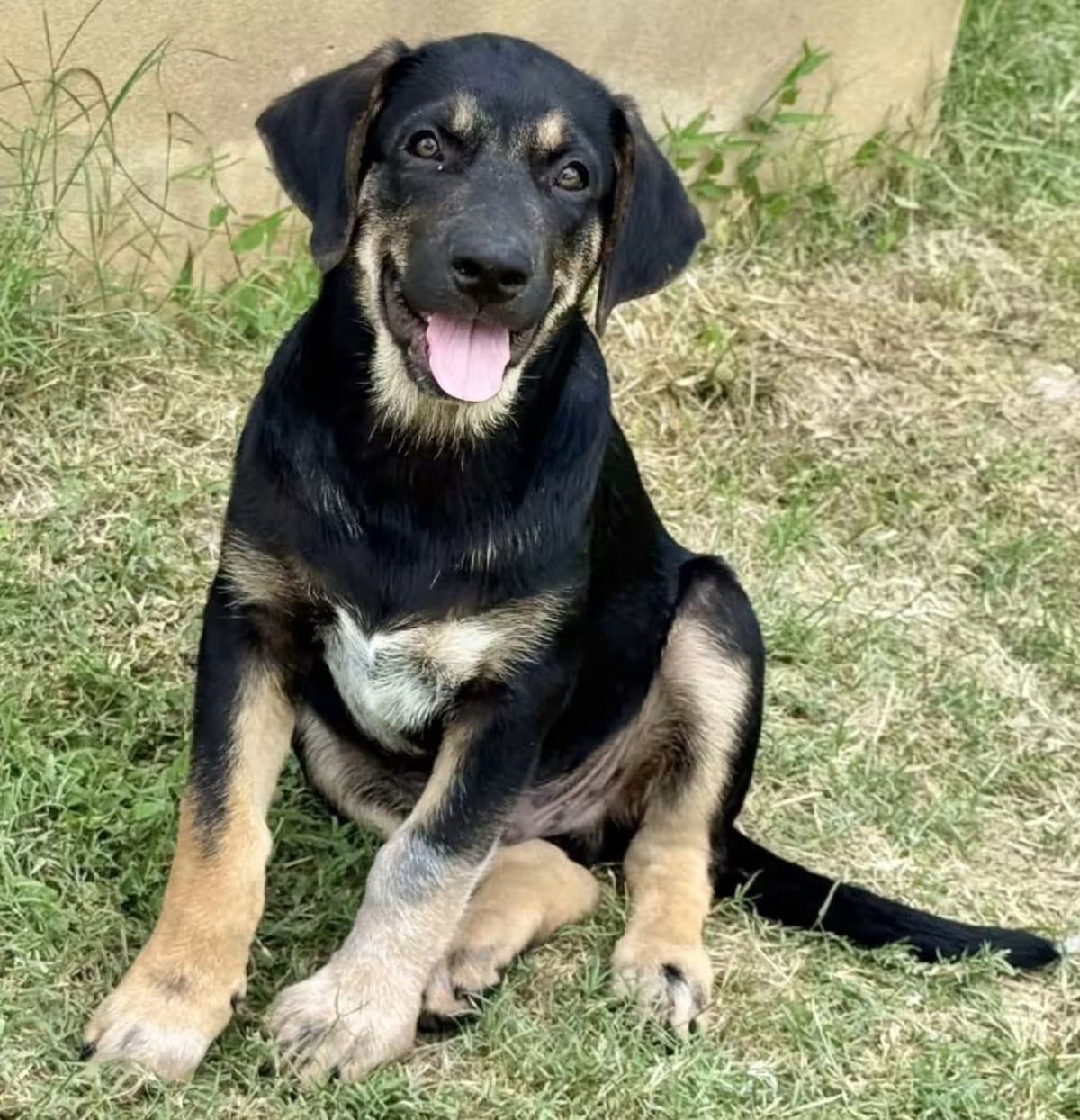 Photo of Wyatt, adoptable Shepherd (Unknown Type) in Chattanooga, Tennessee