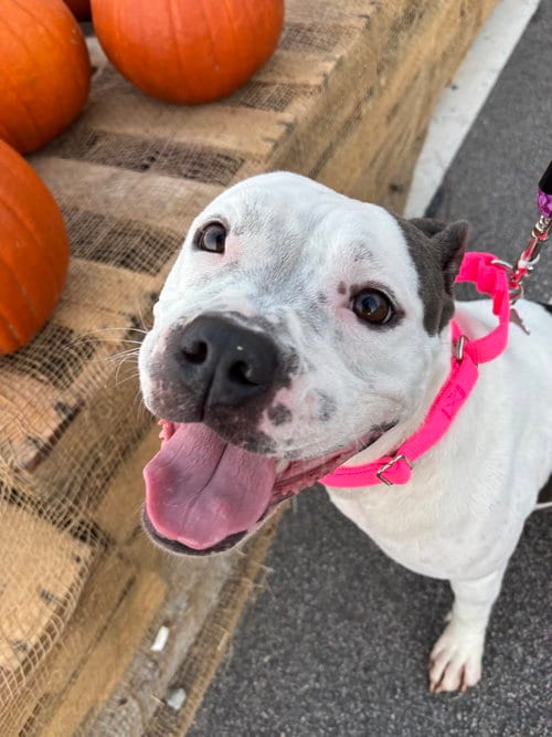 Photo of Skyler "Sky", adoptable American Pit Bull Terrier in Holly Springs, North Carolina
