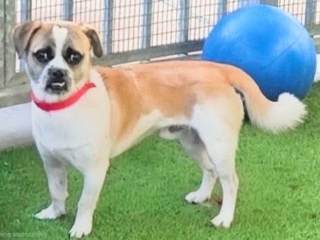 Photo of Otis, adoptable Pug in Van Nuys, California