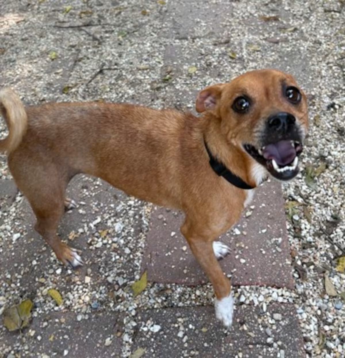 Photo of JoJo, adoptable Terrier (Unknown Type, Medium) in New Orleans, Louisiana