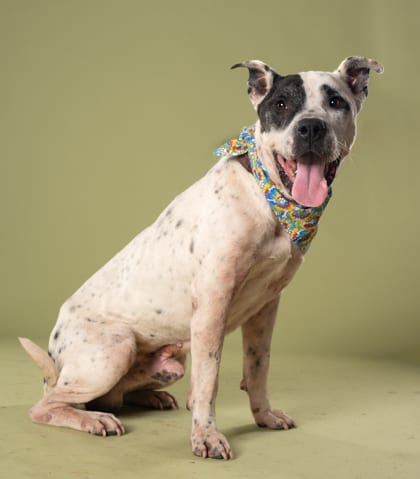 Photo of Kraven, adoptable dog in Atlanta, Georgia