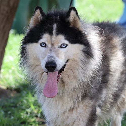 Photo of Topazio, adoptable Alaskan Malamute in Modesto, California