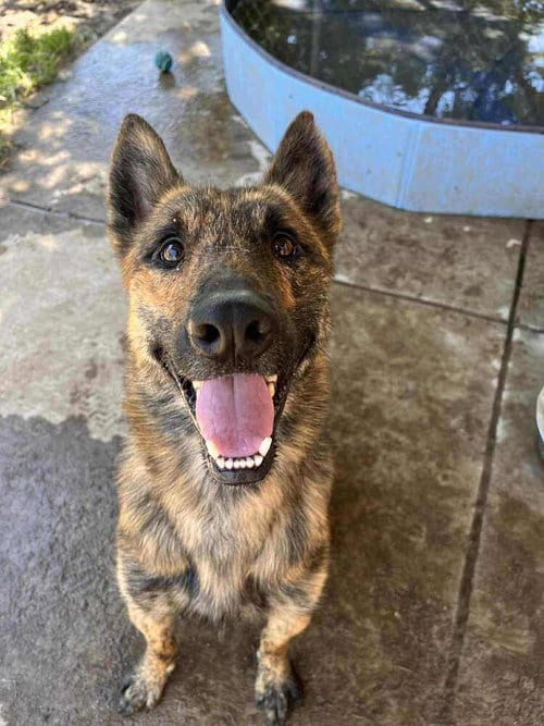 Photo of Nico fka Noodles located in MO, adoptable Dutch Shepherd in Imlay City, Michigan