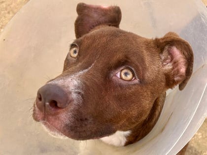 Photo of Babygirl, adoptable dog in Georgetown, Texas