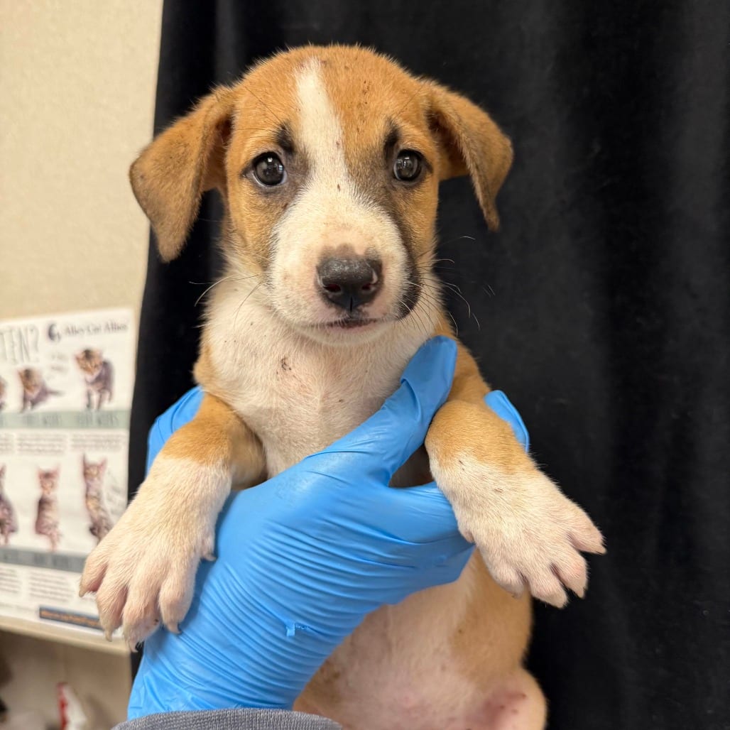 Photo of Nala, adoptable Shepherd / Mix in San Antonio, Texas