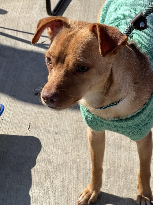 Photo of Dobbie, adoptable Miniature Pinscher in Gun Barrel City, Texas