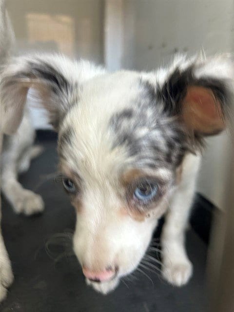 Photo of A171427, adoptable Chihuahua in Bakersfield, California