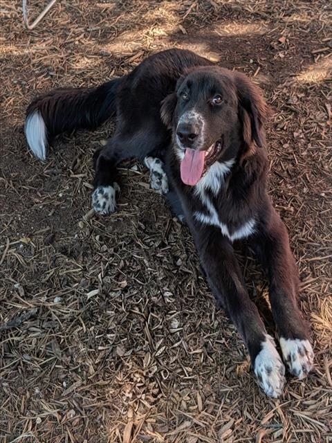 Photo of Hanziboot, adoptable Great Pyrenees in Plano, Texas