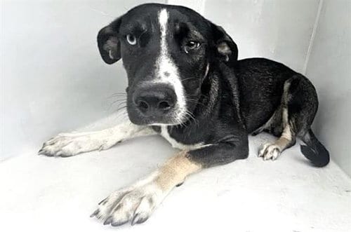 Photo of A663011, adoptable German Shepherd Dog in Houston, Texas