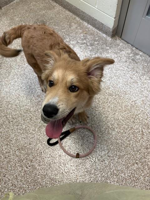 Photo of Ruby Parton, adoptable Golden Retriever in Pueblo, Colorado