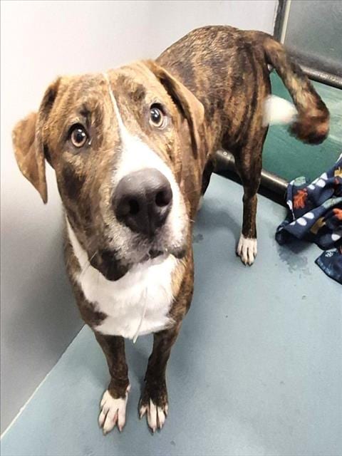 Photo of Andrew, adoptable Staffordshire Bull Terrier in Houston, Texas