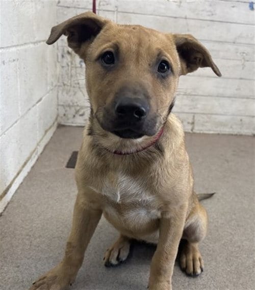 Photo of Missy, adoptable German Shepherd Dog in San Bernardino, California