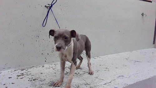 Photo of Lou, adoptable Staffordshire Bull Terrier in Houston, Texas
