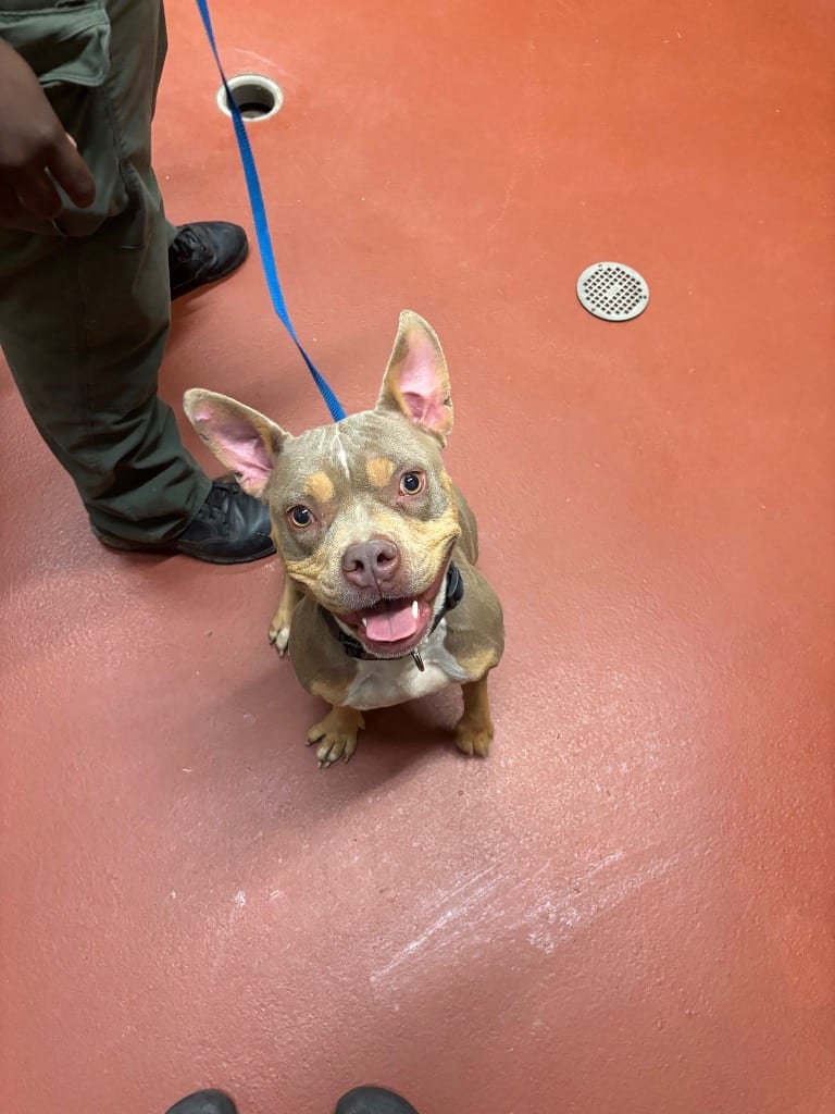Photo of Harley Goolsby, adoptable Pit Bull Terrier in Douglasville, Georgia