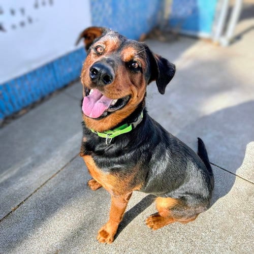Photo of Elena, adoptable Rottweiler in Oakland, California