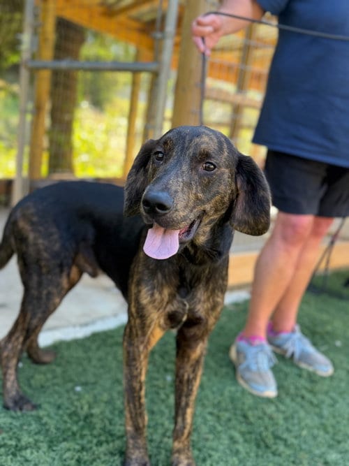 Photo of Wilson, adoptable Labrador Retriever in Lovingston, Virginia