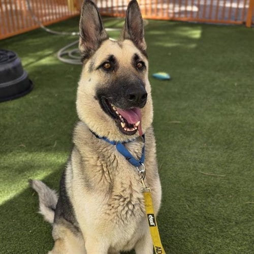 Photo of Kobby, adoptable German Shepherd Dog in Las Vegas, Nevada