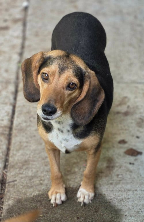 Photo of Edna, adoptable Beagle in Woodsfield, Ohio