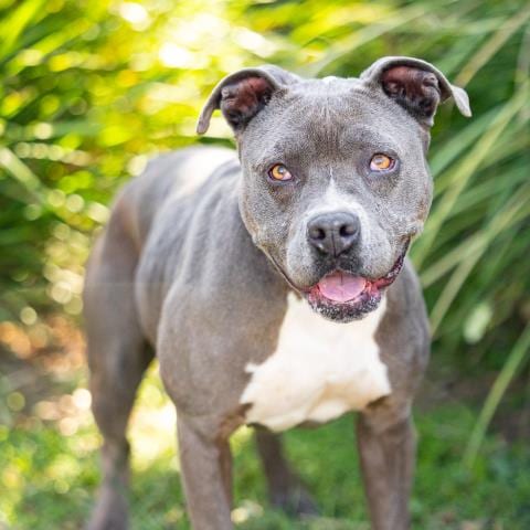 Photo of Lainey, adoptable Pit Bull Terrier in Camarillo, California