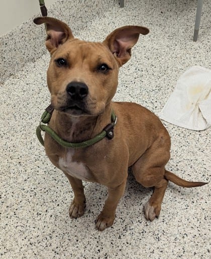 Photo of Avon, adoptable dog in Atlanta, Georgia