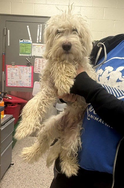 Photo of Persimmon, adoptable Poodle (Miniature) in Brighton, Colorado