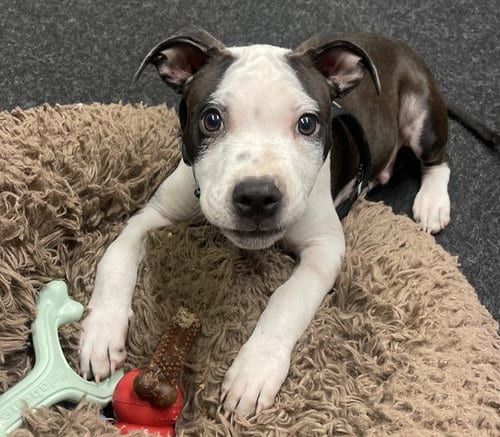 Photo of Spot, adoptable Pit Bull Terrier in Martinez, California
