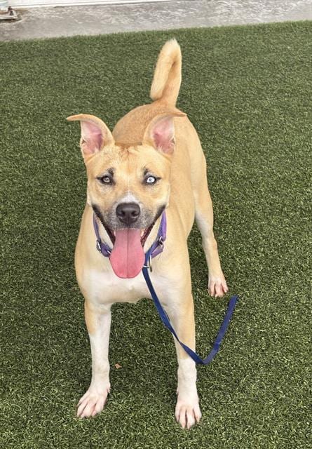 Photo of Butter, adoptable Pit Bull Terrier in Baytown, Texas