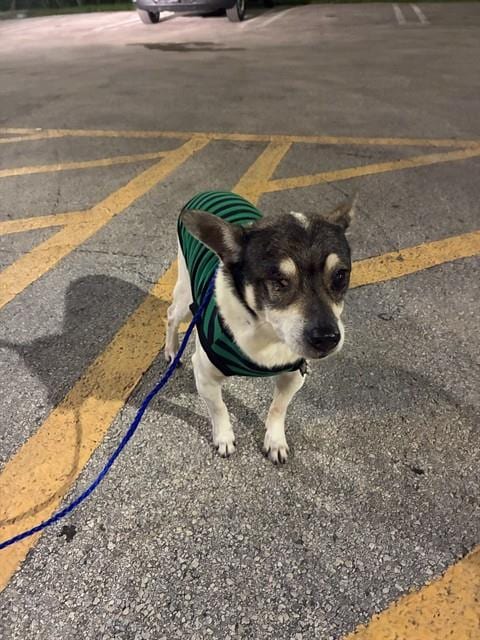 Photo of Charlie, adoptable Chihuahua in Miami, Florida