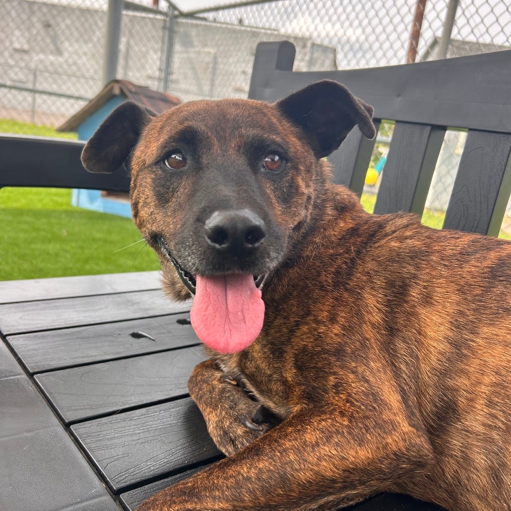 Photo of Whittle, adoptable Mixed Breed (Medium) in Binghamton, New York