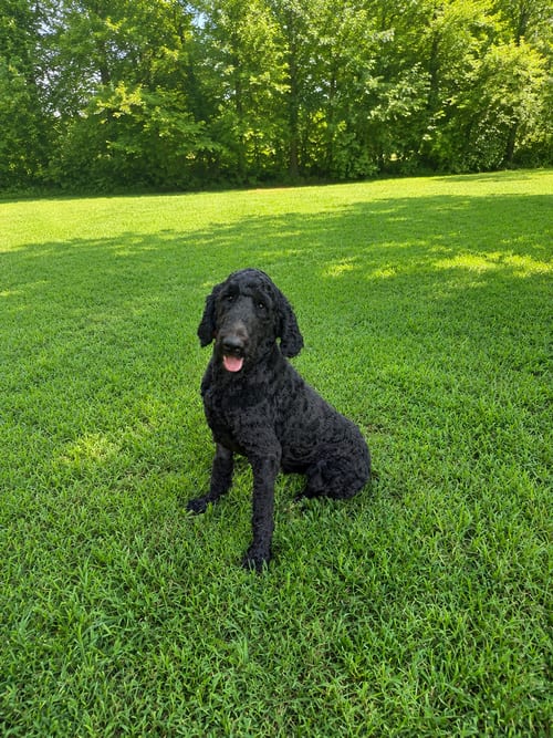 Photo of Prince Pepper, adoptable Poodle (Standard) in Nashville, Tennessee