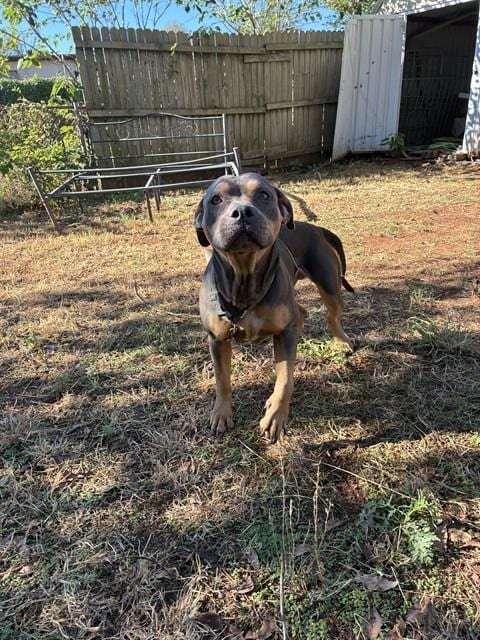 Photo of Minnie, adoptable Pit Bull Terrier in Oklahoma City, Oklahoma