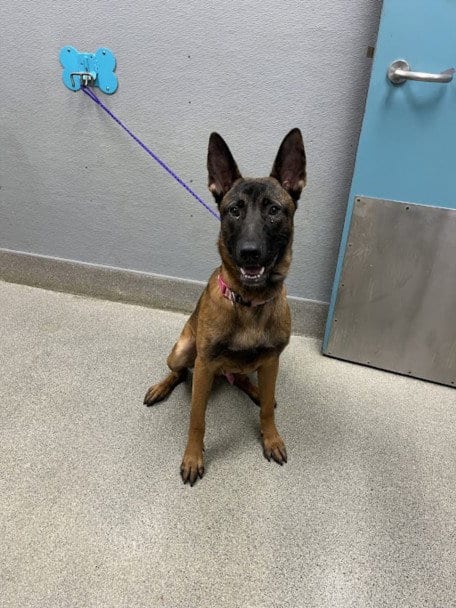 Photo of Sir Bark A Lot, adoptable Belgian Shepherd Malinois in Las Vegas, Nevada