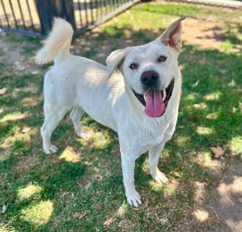 Photo of Shakey, adoptable Labrador Retriever in Riverside, California