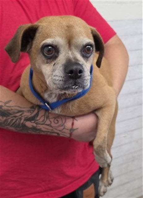 Photo of Maisie, adoptable Beagle in San Bernardino, California